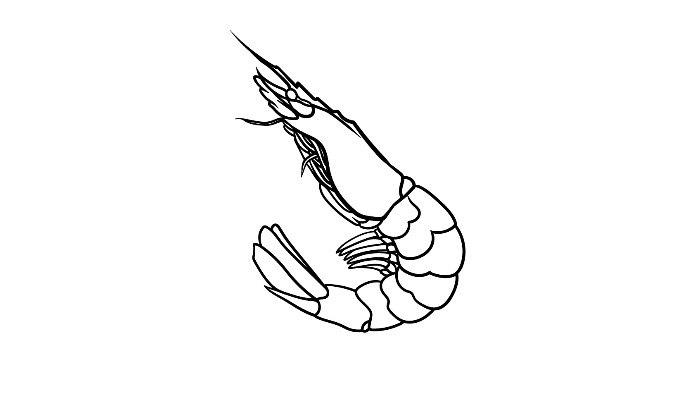 How to Draw a Shrimp