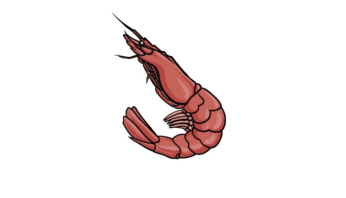 How to Draw a Shrimp