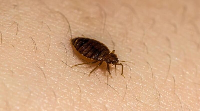 how-long-can-bed-bugs-live-without-food