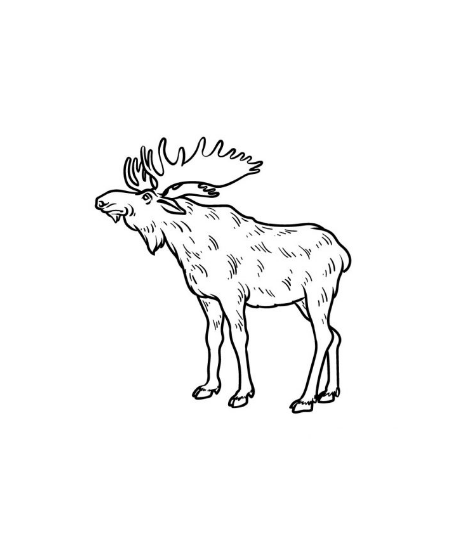 Draw A Moose