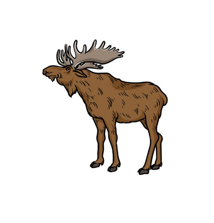 Moose Drawing