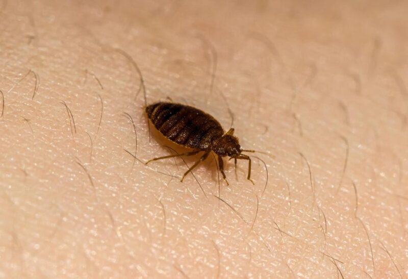 how-long-can-bed-bugs-live-without-food